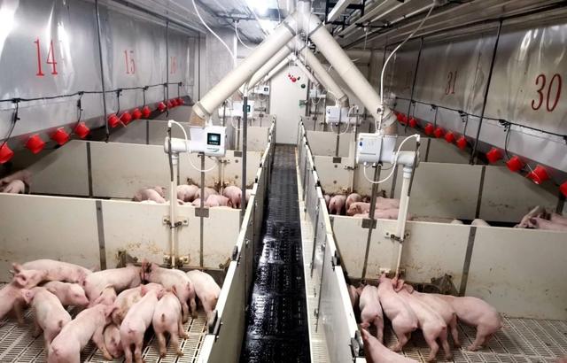 取代美国，中国建成全球第一智能养猪场，年出栏量达210万头