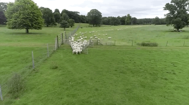 无人机牧羊，AI 养猪，这可能就是农业的未来