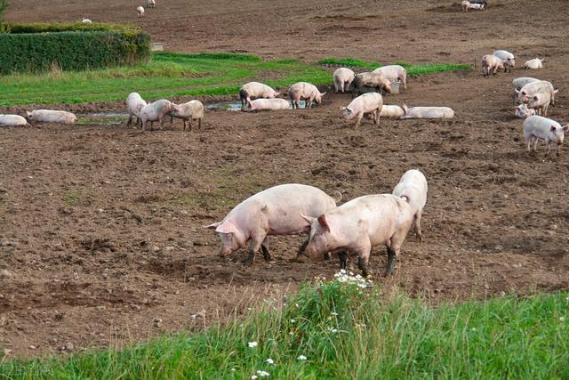 猪价即将低位运行，三种生态养猪技术方法，风险小利润高