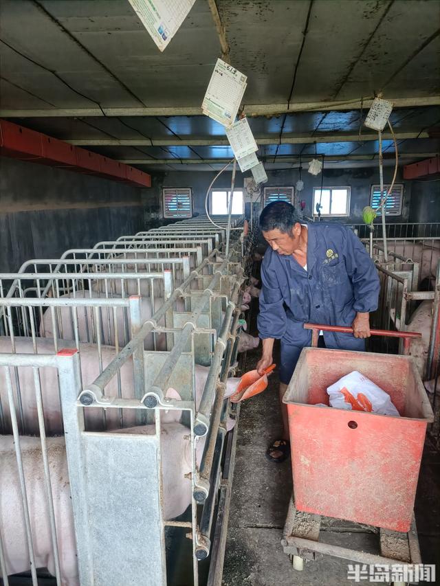 半岛探访丨自动投喂、实时监控…… 农民养猪用上智能低碳新模式
