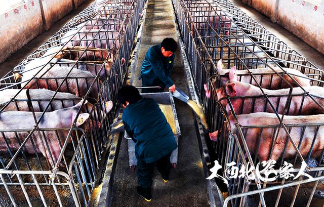 2018养生猪区域划分补贴政策及养猪手续