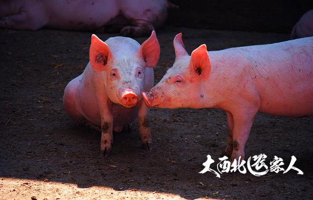 2018养生猪区域划分补贴政策及养猪手续