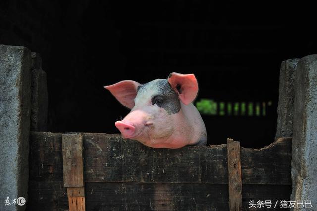 在外打拼多年，想要回乡养猪，现在养猪还能不能挣到钱？