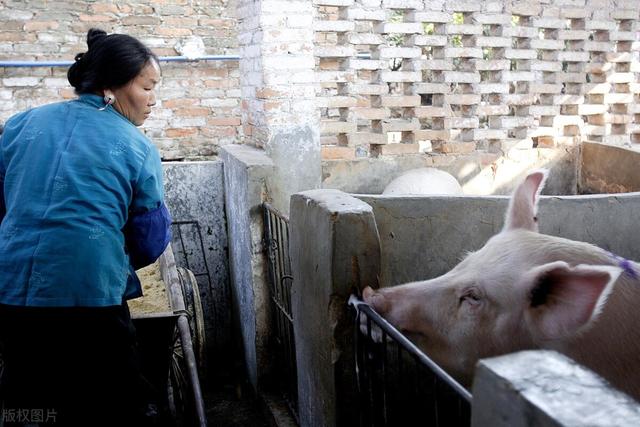 预测丨2022年养猪恐比今年更难，散养户需要做好“三个准备”