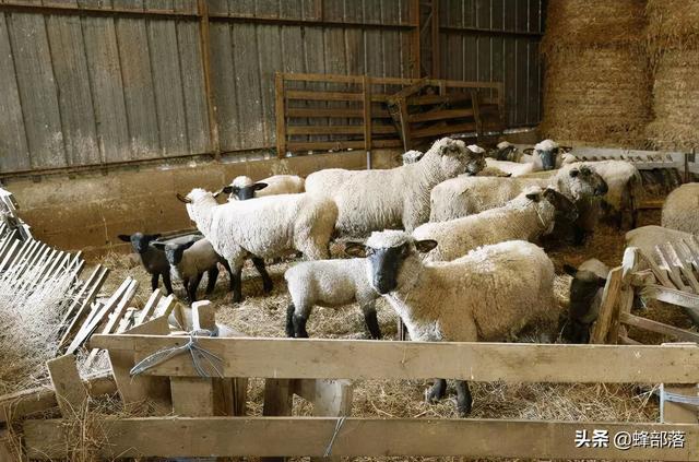 在农村养猪和养羊哪个利润大？怎样选择？2个方面告诉你答案