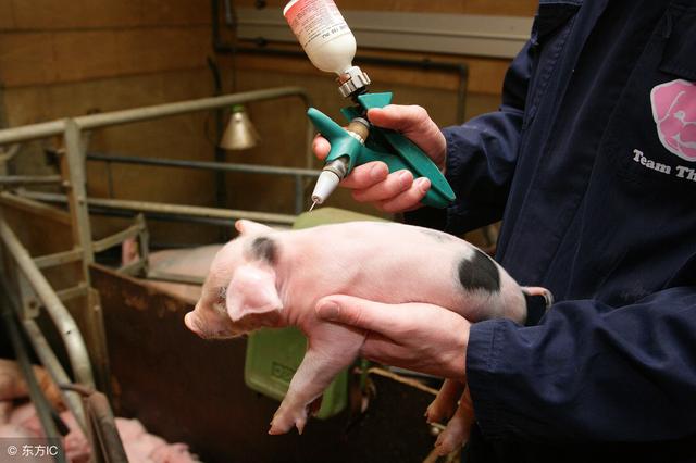 冬季养猪丨雨雪天养殖户做好这3点，让猪少生病，长得快！