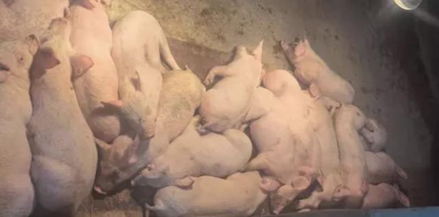 双胞胎集团服务养猪 助力养户猪场上市率达100%