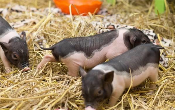2017年还能好好养猪吗？农业部有话说！