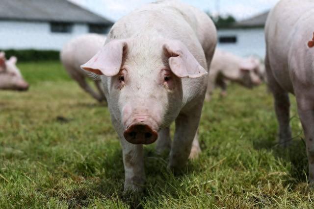 作为农民养猪人到底有没有前景？