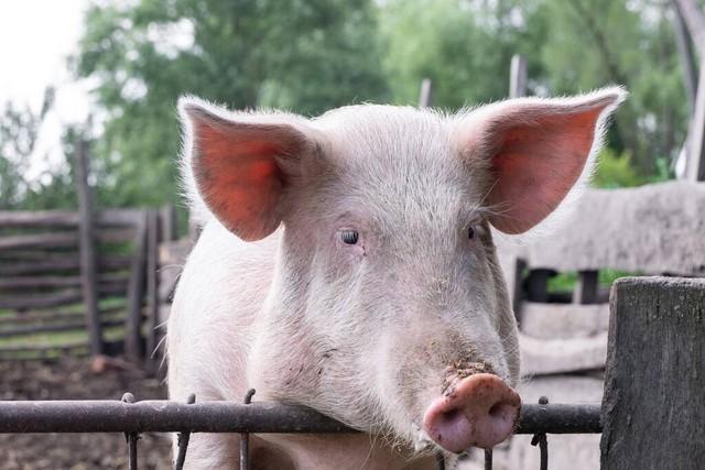 作为农民养猪人到底有没有前景？