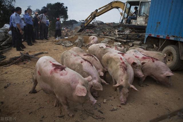 海口规模最大的养猪场，被当地政府强拆，企业损失将近9000万