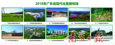 广东德兴、绿杨等十家猪场被评为广东省现代化美丽牧场