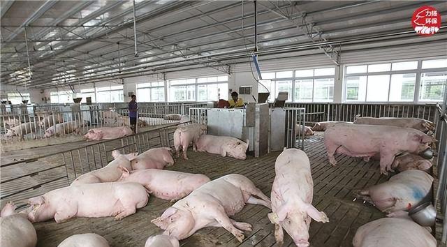 猪场之高架网床养猪模式及低成本解决环保问题的实施方案