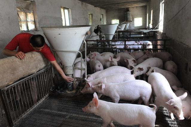 2020年养猪行业将迎4大变化，有好有坏，养猪朋友需要早作准备