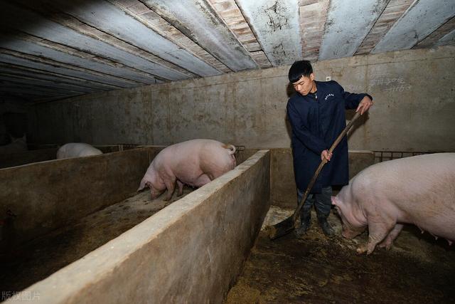 预测丨2022年养猪恐比今年更难，散养户需要做好“三个准备”