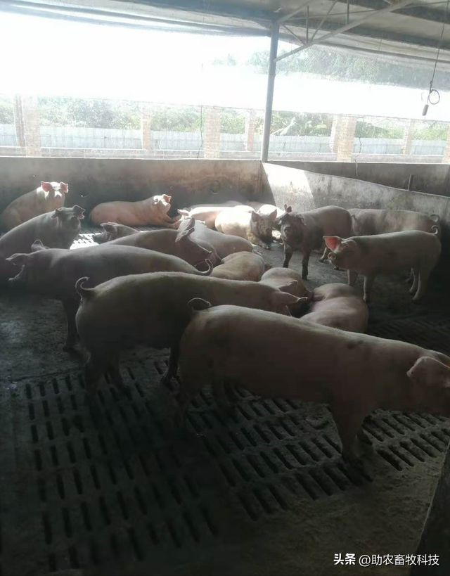 广西钦州市的这个猪场长期运用发酵中草药养出无病的高品质无抗猪