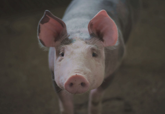 德国养猪业为何陷入困境？三种出路你怎么选？