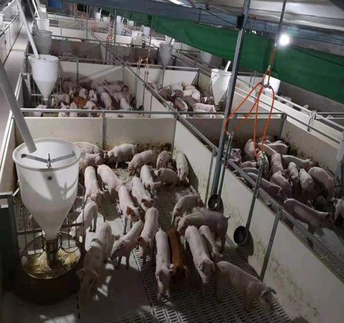 生猪复养在行动——四川省眉山市生猪稳产保供见成效