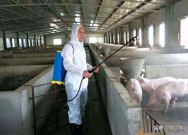 养猪小知识｜猪农常用的10种消毒剂，你用的有几个？