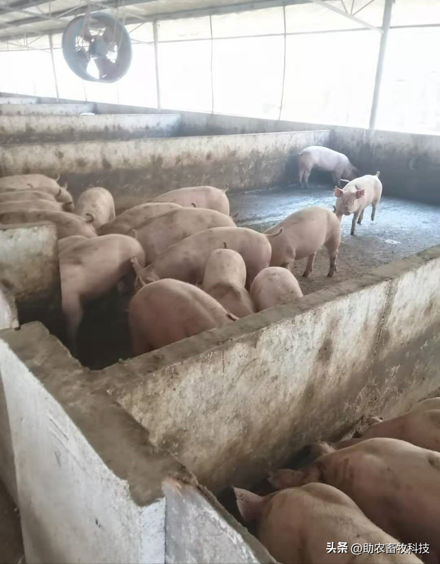 广西钦州市的这个猪场长期运用发酵中草药养出无病的高品质无抗猪