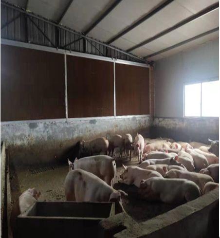 生猪复养在行动——四川省眉山市生猪稳产保供见成效