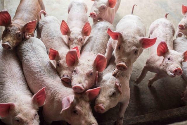 不同情况下养猪成本与利润是多少？