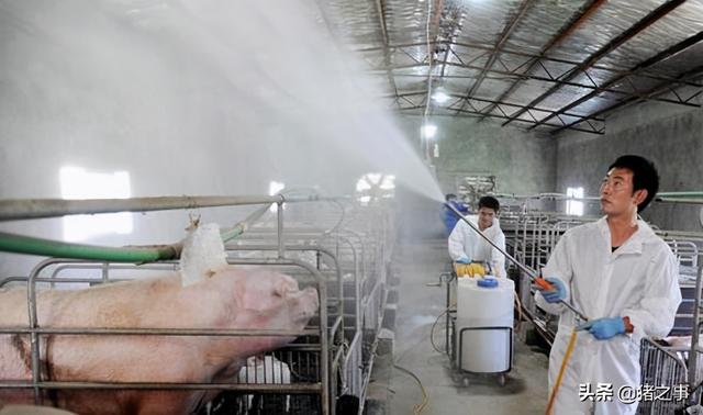 养猪小知识｜猪农常用的10种消毒剂，你用的有几个？