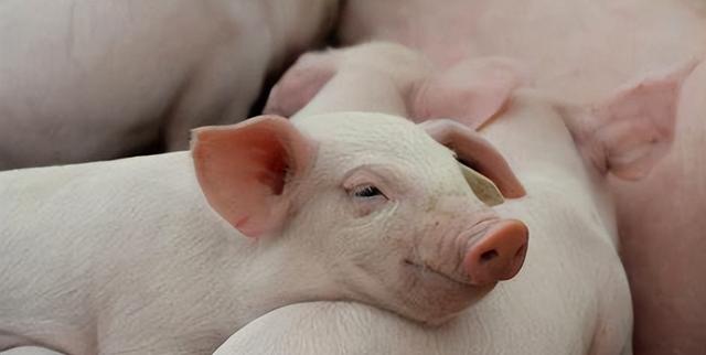 德国养猪业为何陷入困境？三种出路你怎么选？