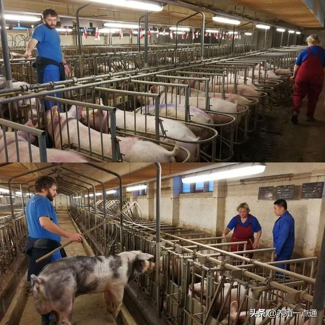 欧美四国养猪合作社探析，PK牧原模式，养猪农民转工人？