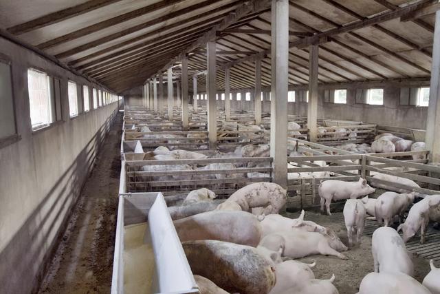 农民找工难，老板招工难，猪场养猪月入4000＋，为何还是没人干？