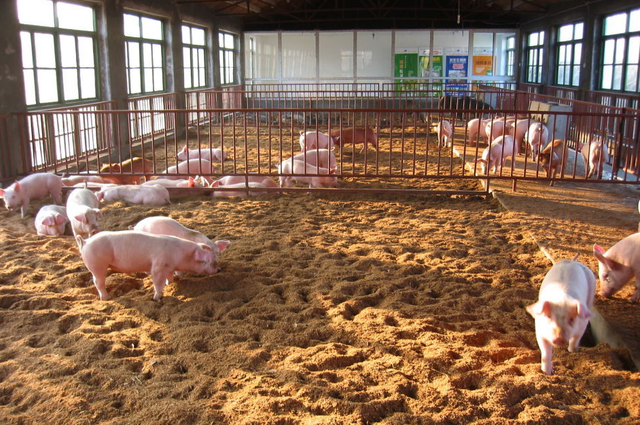 农村养猪的骗局，发酵床就是其中一个，难道它就没有优点吗？