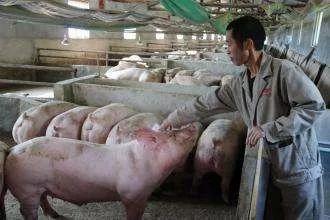 不了解家乡的生猪生产扶持政策？农业农村部公布官方电话，可以随时咨询