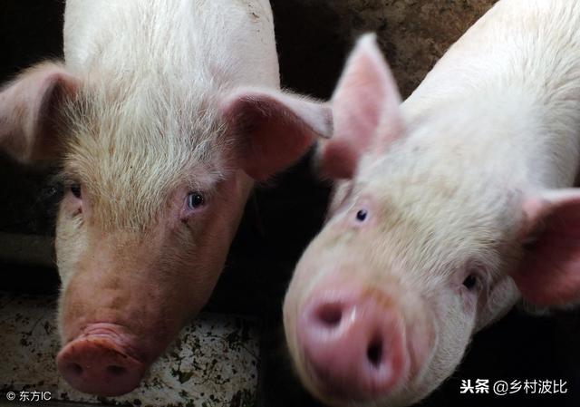 受猪瘟影响，有人说东北猪价难止跌，作为养猪人应该怎么办？
