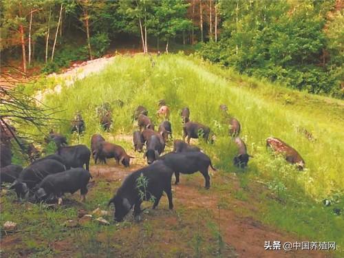 黑龙江宾县藏香猪线上销售拓展市场 每头利润超3000元