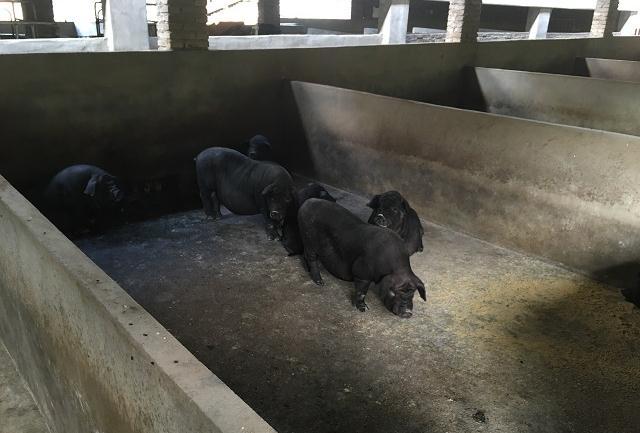 非常时刻，在疫情防控方面猪场应该怎么做才好？