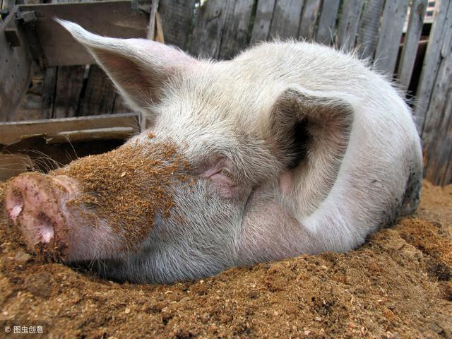 世界养猪排行榜，凭啥丹麦排行老大？