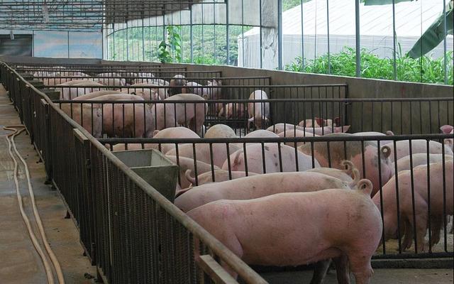 两部门：对规模猪场给予一次性补助 最高不超500万元 最低不少于50万元