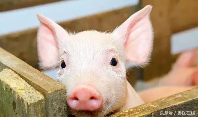 养猪技术：想治猪病并不难，记熟自己能诊断（收藏）！