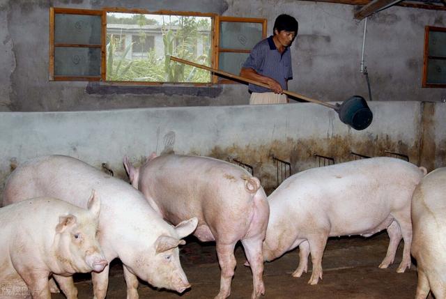 国家鼓励养猪，4项补贴政策有哪些？农民朋友要多多了解