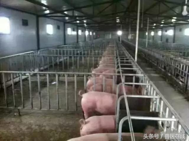 国家不让养猪了？想养猪首先得知道这些！