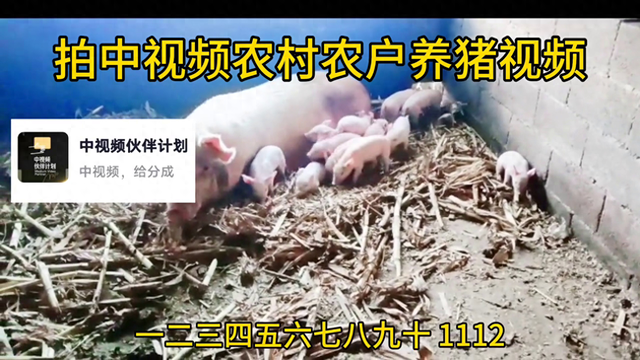拍中视频农村农户养猪视频#原创#养猪人加油