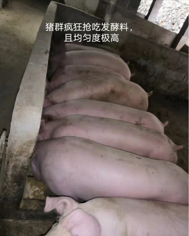 一猪场运用发酵香蕉秸秆技术饲喂生猪降本增效，猪价低迷仍有盈利