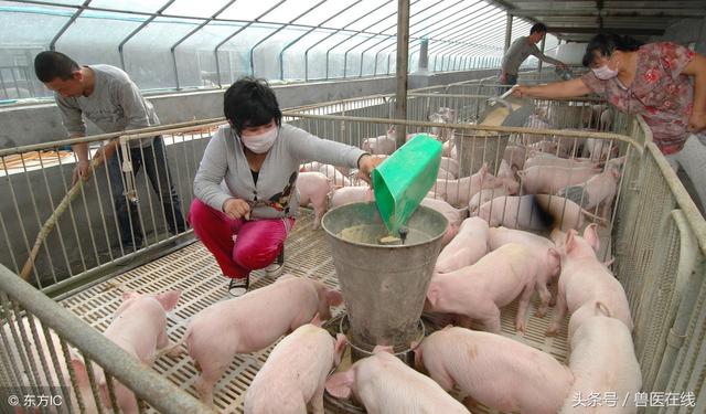 养猪省料，节省成本的五大绝招，做好就能多挣钱！