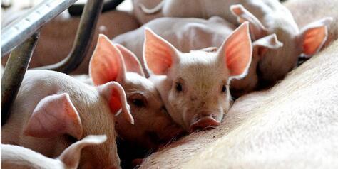 今年的养猪业有多惨？连两大养猪巨头的利润都暴跌了！
