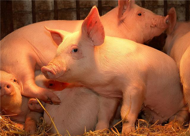 农业农村部最新表示！后续生猪养殖可能实现扭亏为盈！