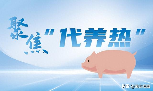 广东代养出栏占13%！25家猪企争夺广东26县区养户，“代养热”如火如荼