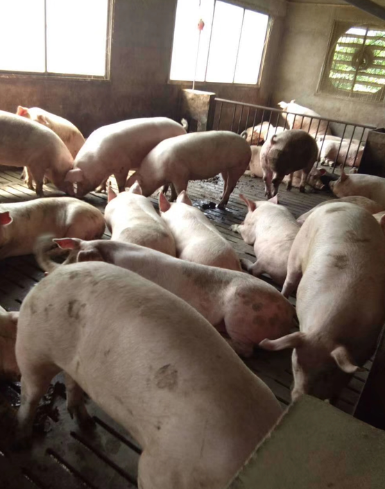 贵州一猪场懂得利用微生物菌进行酒糟发酵，可有效降低了饲料成本