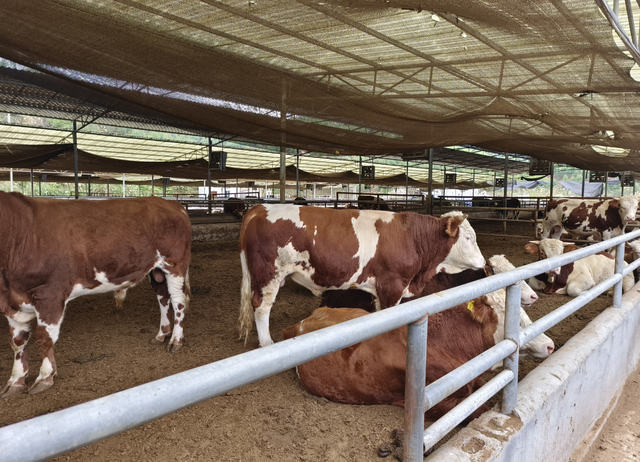 灵山县这个牛场采用生物发酵床技术，实现成本低效率高的生态养殖