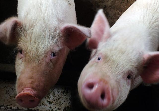 2022年猪价预测：将会有两个“想不到”，养猪户早准备