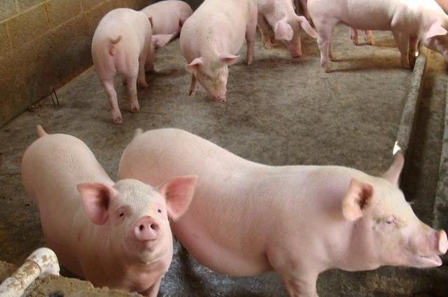 猪饲料加什么猪长得快？什么猪料喂猪长得快？养猪人请看完